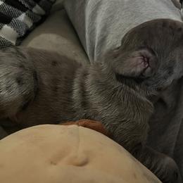 Great Dane Puppies from East Coast Great Danes