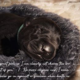Vizzini - Black male Labrador Retriever puppy in Cocoa, Florida from Harrison's Lakeside Labradors LLC