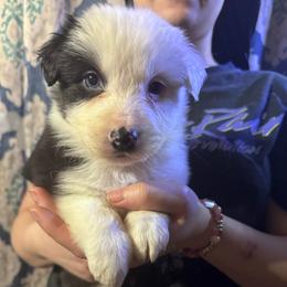 Hershey - Black tri-color female Australian Shepherd puppy in Chaplin, Connecticut from Mystic Moon