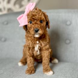 Lily - Red  female Goldendoodle puppy in Queen Creek, Arizona from Goldendoodle AZ