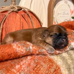 Girl 2 - Liver female Shih Tzu puppy in Lexington, North Carolina from SCS Shih Tzus