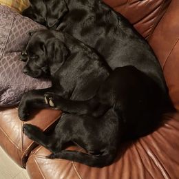 Labrador Retriever Puppies from pinecrest kennels