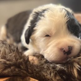 Boy 2 - Gray and white Old English Sheepdog puppy in Syracuse, Indiana from Ridgeruns OES