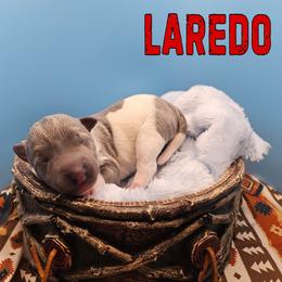 Laredo - White and blue male Rat Terrier puppy in Lynn, Alabama from Cryptic Rat Terriers