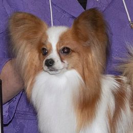 Papillons from Disyre Papillons