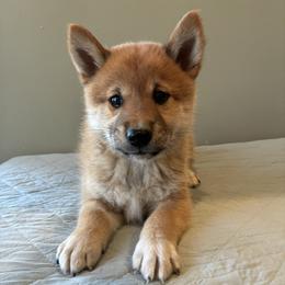 Mochi - Red male Shiba Inu puppy in Monett, Missouri from Happy Tails Shiba Inus