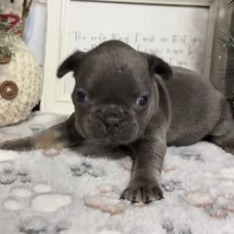 Noah - Liver male French Bulldog puppy in Warm Springs, Arkansas from Seven Hills Arkansas