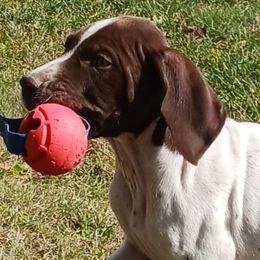 German Shorthaired Pointers from Michelle's German Shorthaired Pointers