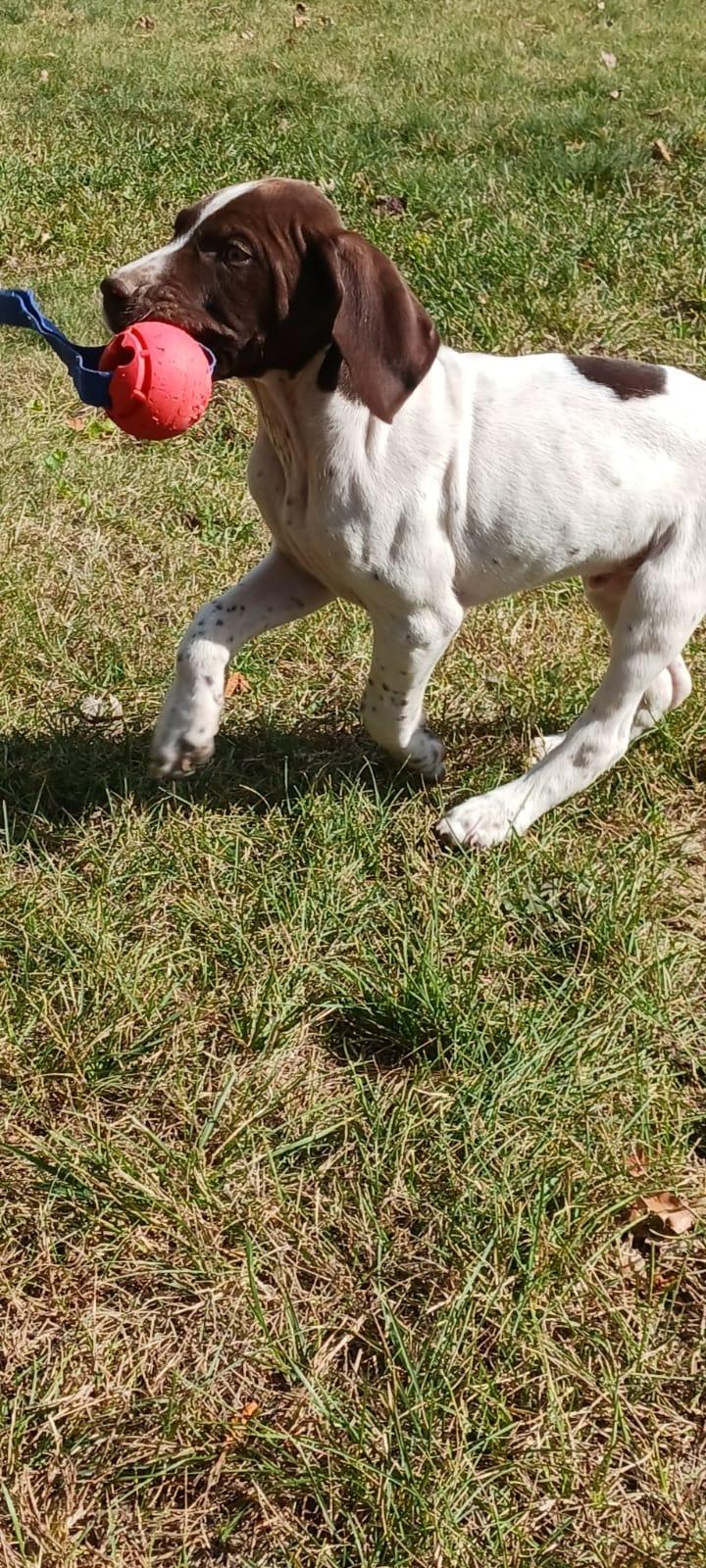 Michelle Pointer Michelle's German Shorthaired Pointers in Wisconsin | German ...
