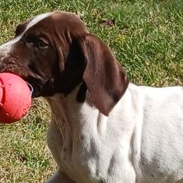 German Shorthaired Pointers from Michelle's German Shorthaired Pointers