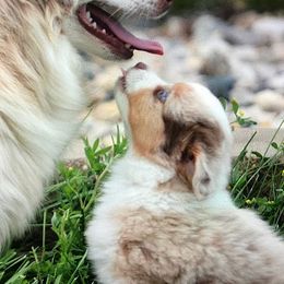 Toy Australian Shepherds from Heidi's Puppy Love