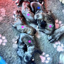 Female 1 - Tiger female Perro de Presa Canario puppy in Pocahontas, Illinois from Cabeza Grande Kennel