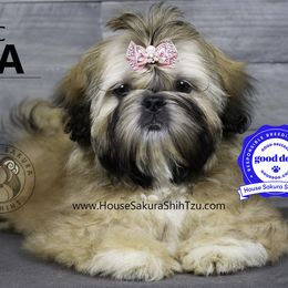 "Cora." Shih Tzu Puppies from House Sakura Shih Tzu