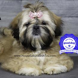 "Cora." Shih Tzu Puppies from House Sakura Shih Tzu