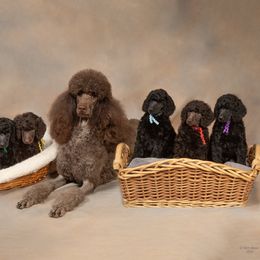 Poodle Puppies from Piccolo's Poodles