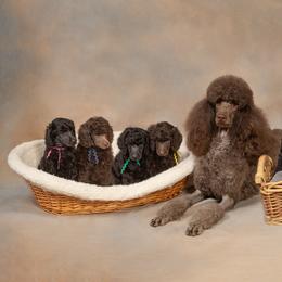 Poodle Puppies from Piccolo's Poodles