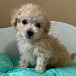Teddy - Cafe au lait male Poodle puppy in Highland Ranch, Colorado from Toy Poodles