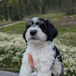Purple Girl - Black female Whoodle puppy in Kalispell, Montana from Countryman Whoodles
