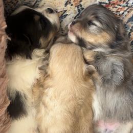 Pomeranian Puppies from Laura Velli