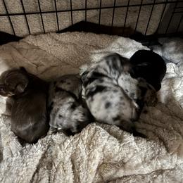 Dachshund Puppies from MI Dachshunds
