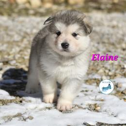 Alaskan Malamute Puppies from North Shore Alaskan Malamutes