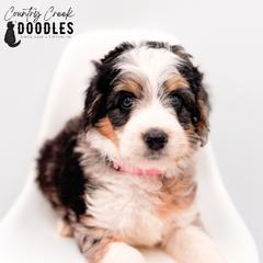 Callie - female Australian Mountain Doodle puppy in Tipton, Indiana from Country Creek Doodles
