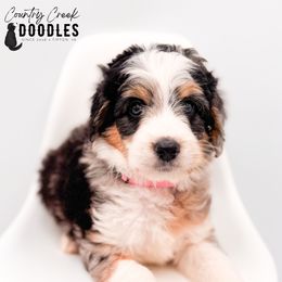 Callie - female Australian Mountain Doodle puppy in Tipton, Indiana from Country Creek Doodles