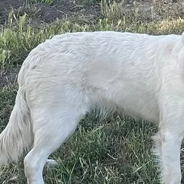 Golden Retrievers from R Ranch Goldens
