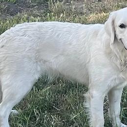 Golden Retrievers from R Ranch Goldens
