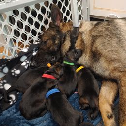 German Shepherd Puppies from Rose Valley German Shepherds
