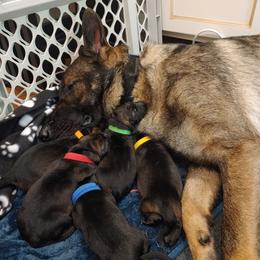 German Shepherd Puppies from Rose Valley German Shepherds