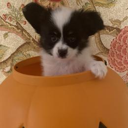 Snuggled - Black brown and white male Papillon puppy in Lake Wales, Florida from Papillon's of Polk County Florida