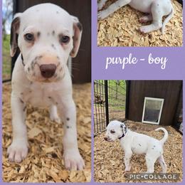 Purple - White and liver brown male Dalmatian puppy in Pulaski, Tennessee from River Valley Forge Dalmatians