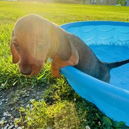 Dachshund Puppies from Mini Doxies of the South