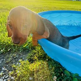 Dachshund Puppies from Mini Doxies of the South