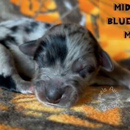 Midnight - Blue merle male Australian Shepherd puppy in Squaw Valley, California from A&M Australian Shepherds