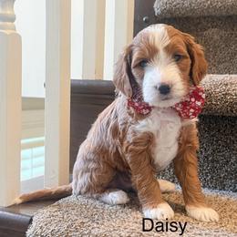 Purple Female - Red  female Goldendoodle puppy in Springville, Utah from JW Doodles