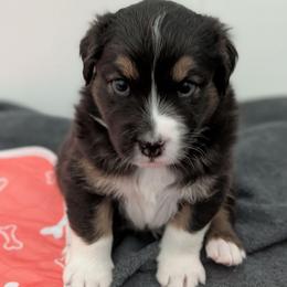 Jumper - Black tri-color male Australian Shepherd puppy in Rhode Island from Ocean Cliff Aussies