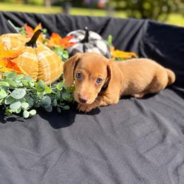 Simba AKC - (2,500) - Chocolate male Dachshund puppy in Indian Trail, North Carolina from Hilda’s Teenie Weenies
