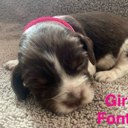 English Springer Spaniel Puppies from Picky’s Puppies