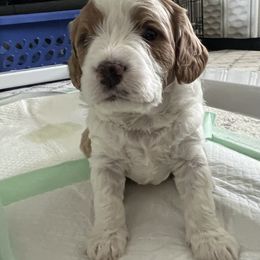 Cavapoo Puppies from Happy Home Cavapoos