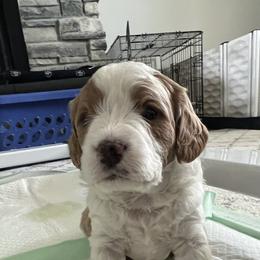 Cavapoo Puppies from Happy Home Cavapoos