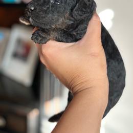 KitKat - Phantom female Goldendoodle puppy in Anderson, South Carolina from M & L Pups