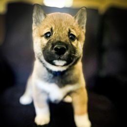 Christopher - Sesame male Shiba Inu puppy in Ewing Township, New Jersey from NJ Shiba Baby