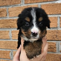 Lizzie - Tri-color female Bernese Mountain Dog puppy in Inman, South Carolina from Shadow Acres