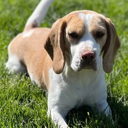 Beagles from Vegas Valle Beagles
