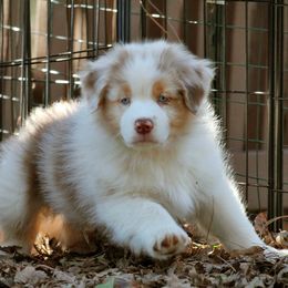 Australian Shepherd Puppies from Cloverdale Australian Shepherds