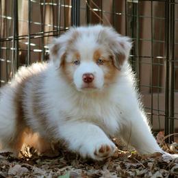 Australian Shepherd Puppies from Cloverdale Australian Shepherds