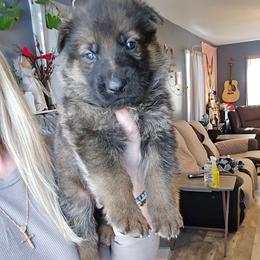 Boy 2500 - Sable male German Shepherd puppy in Buckfield, Maine from Levesques German Shepherds