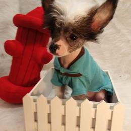 Chihuahua and Chinese Crested Puppies from Western Kentucky Chihuahua’s and Chinese Crested’s